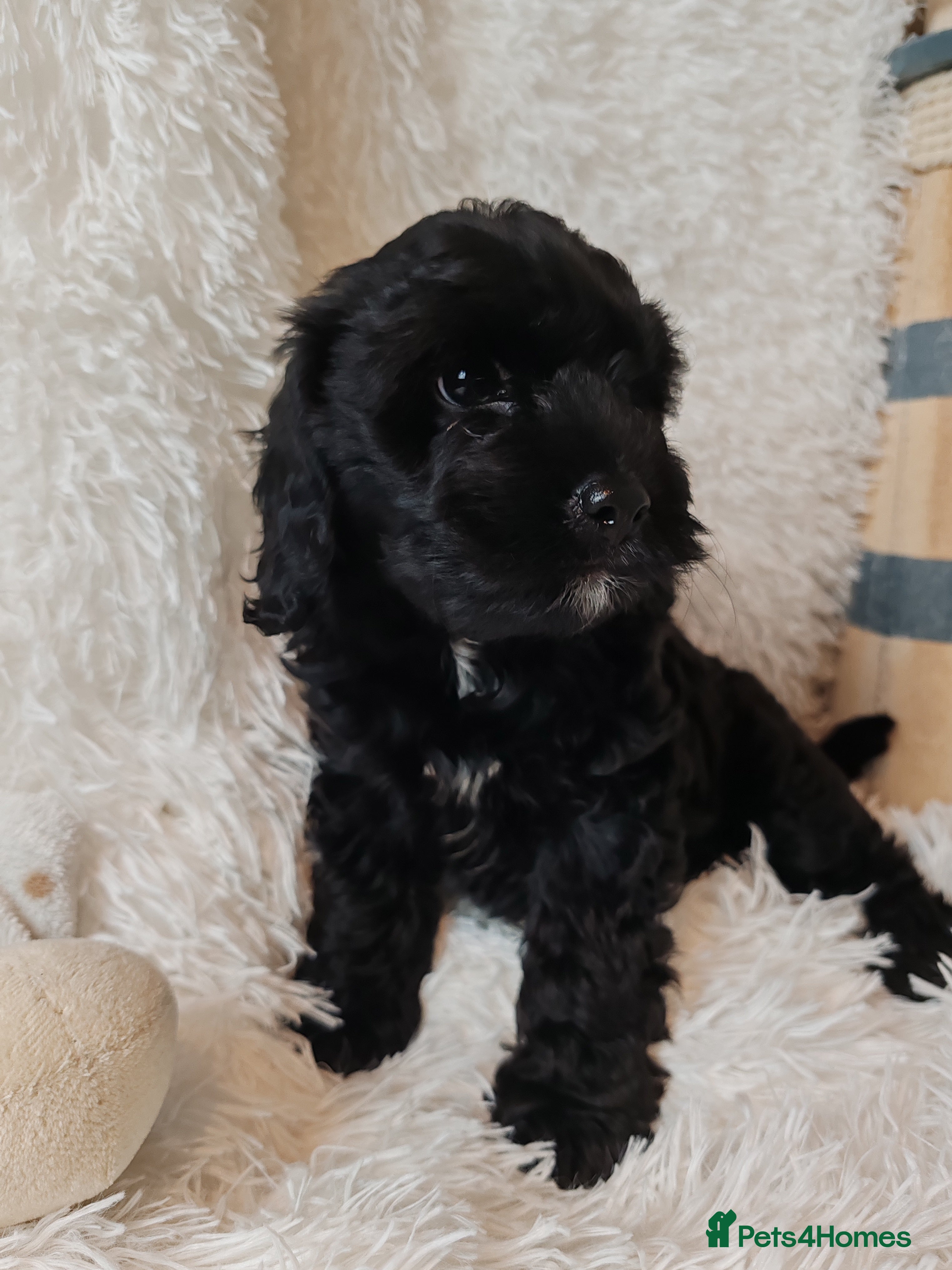 Cavapoo dogs F1 Cavapoo - Advert 18