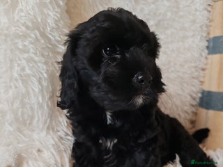 Cavapoo dogs F1 Cavapoo - Advert 6