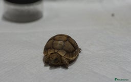 Tortoise reptiles for sale: Greek Tortoises for sale - Image 11