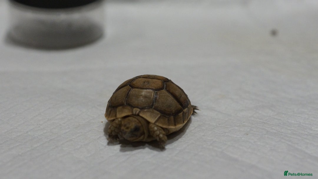 Tortoise reptiles for sale: Greek Tortoises for sale - Image 11