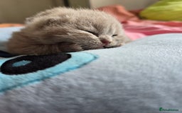 British Shorthair cats for sale: 2 LILAC BOYS CHUBBY BEAUTIES - Image 4