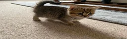 British Shorthair cats for sale: British Blue Shorthair Silver Tabby kittens - Advert 24