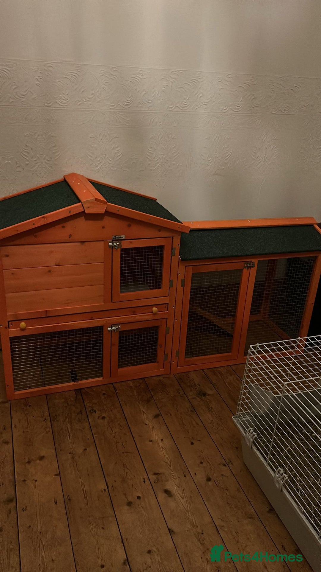 English Lop rabbits for sale: Free to good home, lop rabbit  - Image 4