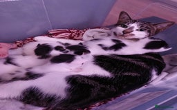 Chausie cats for sale: Beautiful babies needing forever homes - Image 5
