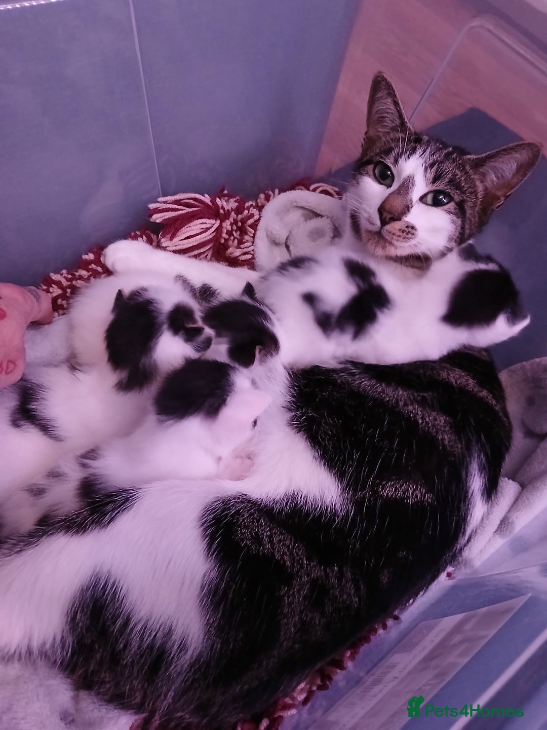 Chausie cats for sale: Beautiful babies needing forever homes - Image 5