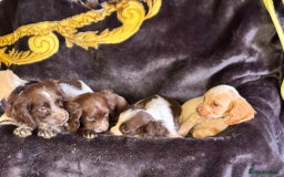 Cocker Spaniel dogs for sale: Cocker spaniel pups  - Image 6