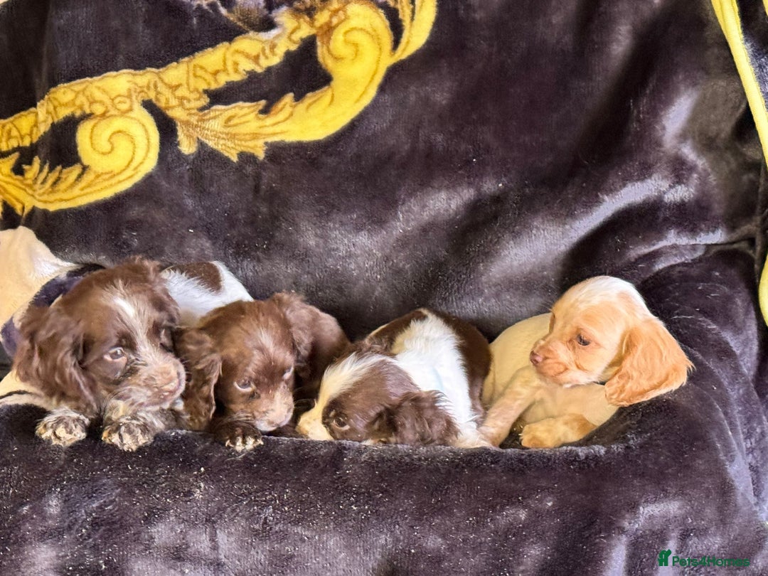 Cocker Spaniel dogs for sale: Cocker spaniel pups  - Image 6
