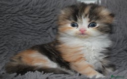 Scottish Fold cats for sale: Delightful Babies with delightful markings - Advert 5