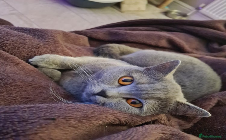 British Shorthair cats - Advert 10