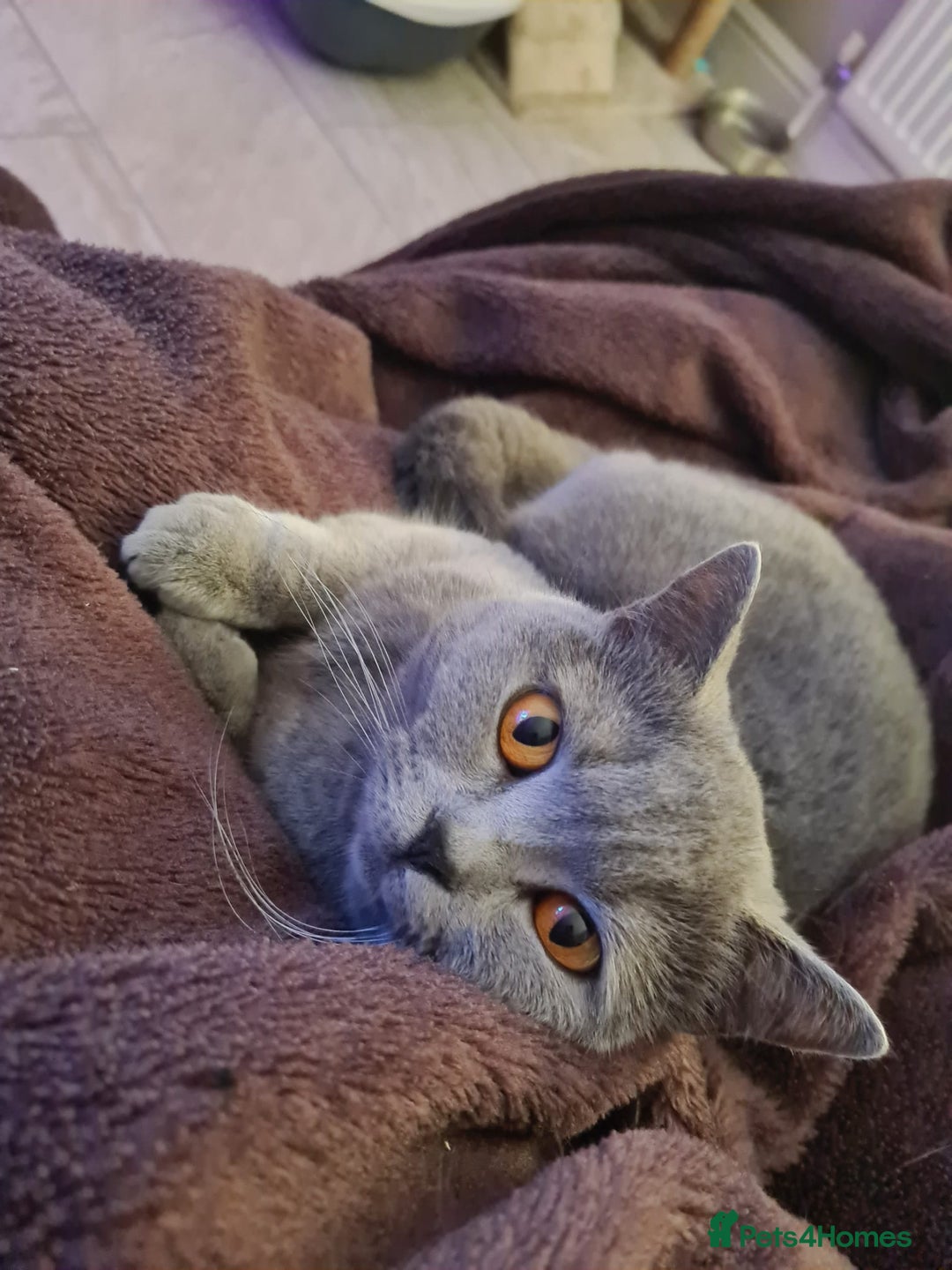 Loving Blue British Shorthair (GCCF Registered) for sale in Dunmow