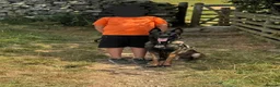 Belgian Shepherd Dog dogs for sale: Belgian malinois in Egremont - Advert 2