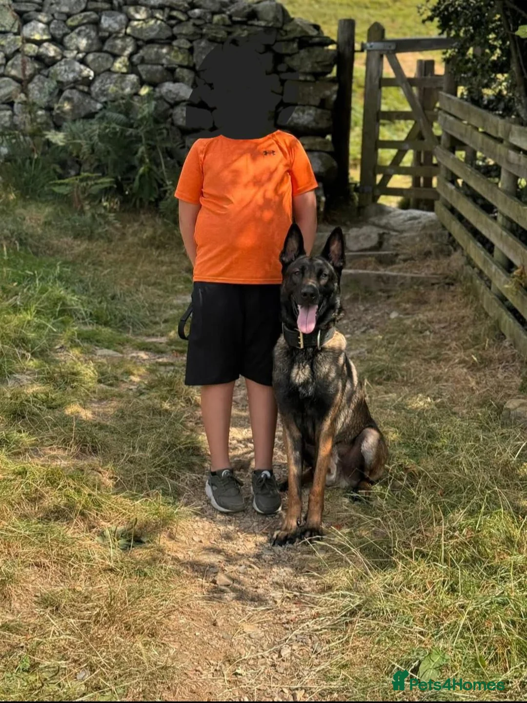 Belgian Shepherd Dog dogs for sale: Belgian malinois in Egremont - Advert 2
