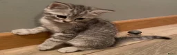 Mixed Breed cats for sale: Beautiful kittens ready now  - Advert 16