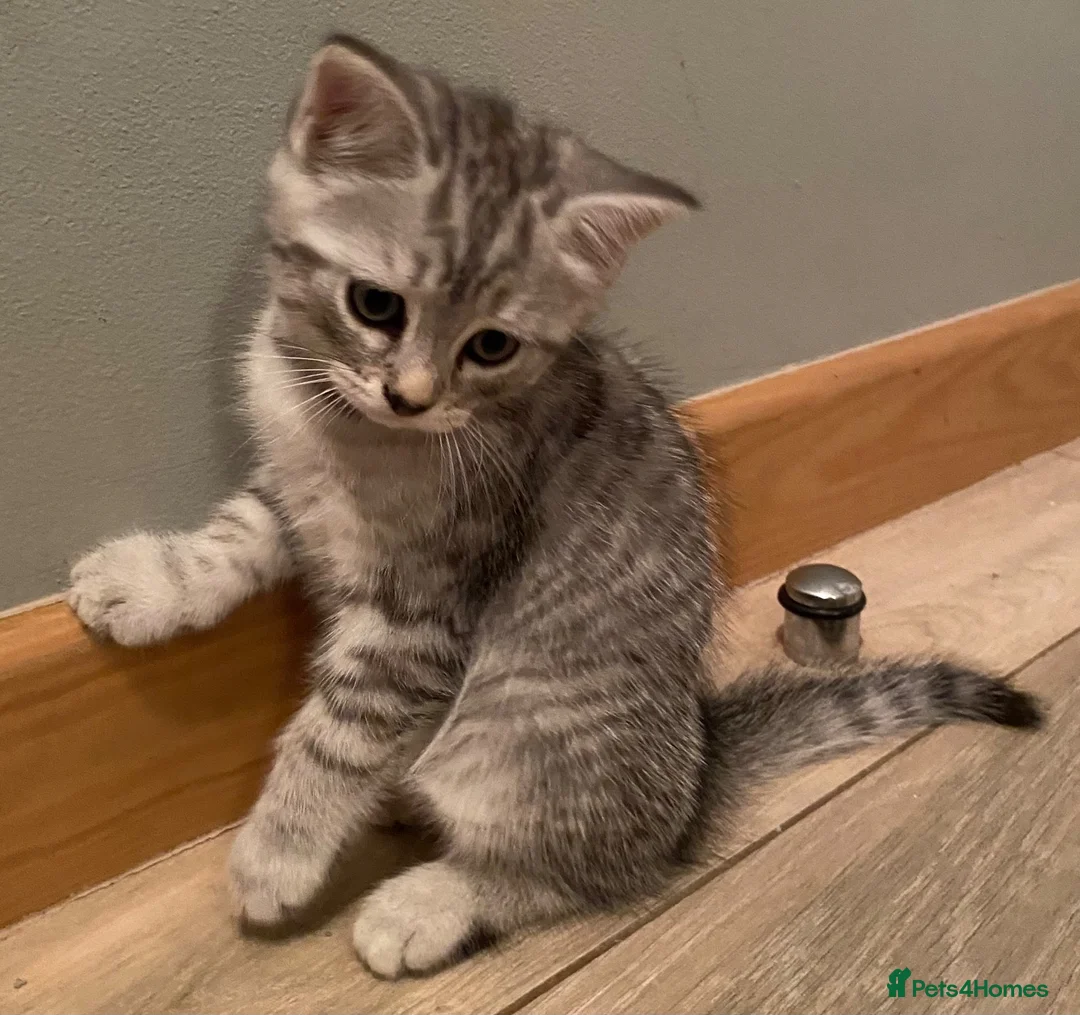 Mixed Breed cats for sale: Beautiful kittens ready now  - Advert 16