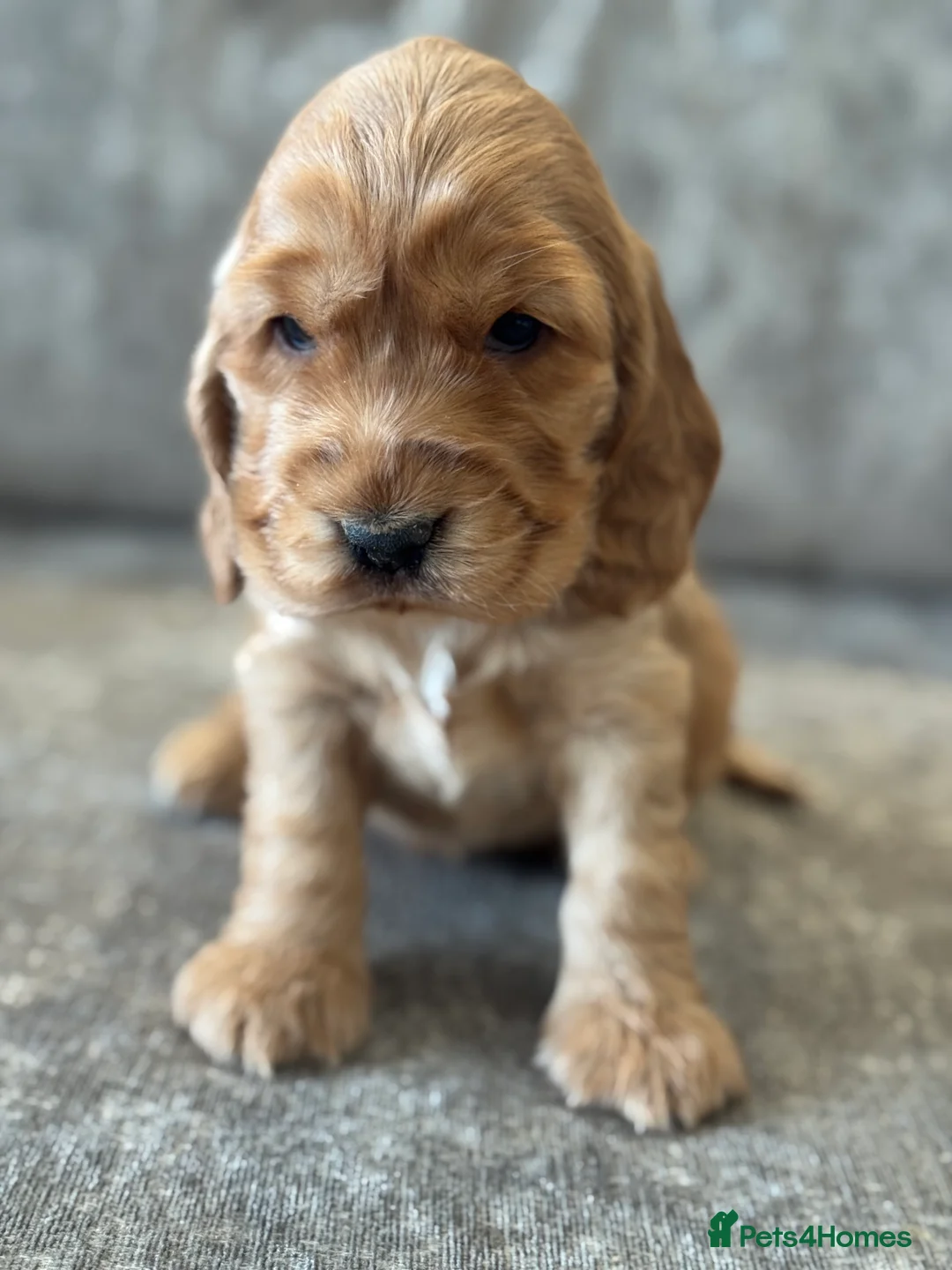 Cocker Spaniel dogs for sale: 100% SHOWTYPE KC REG FROM HEALTH TESTED PARENTS  - Advert 22