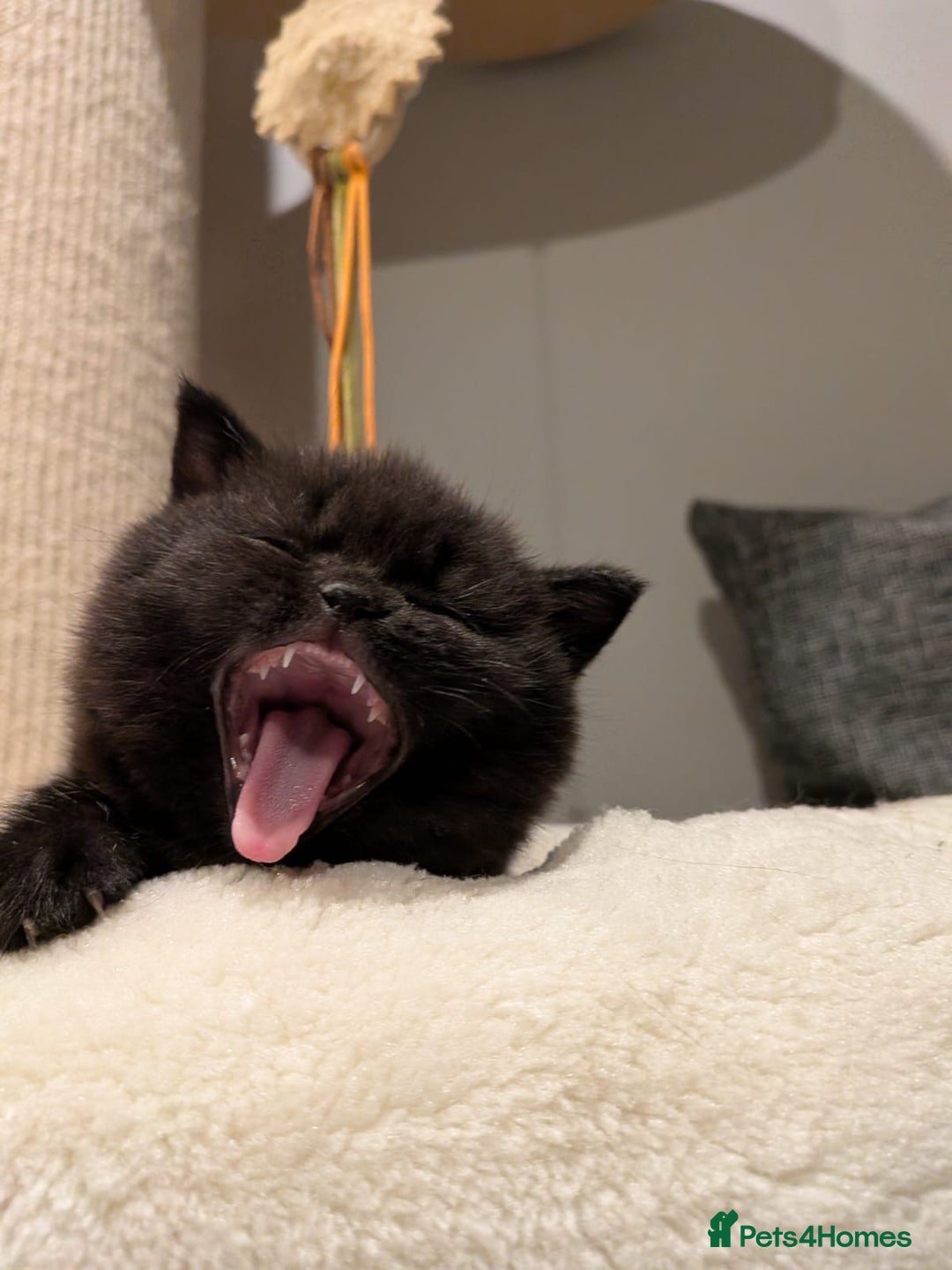 British Shorthair cats for sale: Multi-colour GCCF British Shorthair kittens  - Advert 17