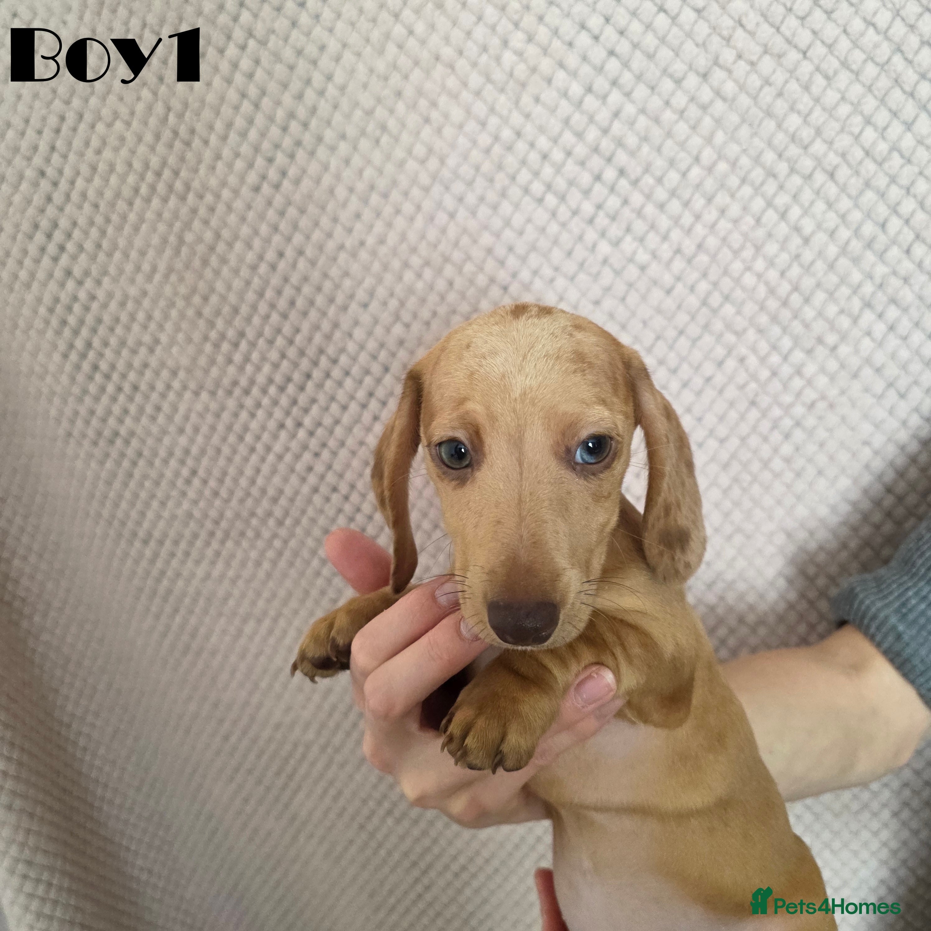 Miniature Dachshund dogs Dachshund pups - Advert 1