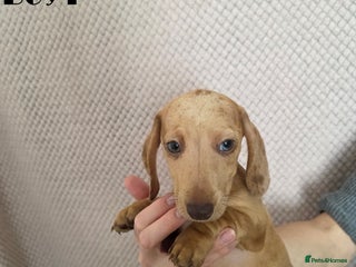 Miniature Dachshund dogs Dachshund pups - Advert 9