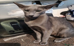 Oriental cats for sale: GCCF Reg. Oriental Blue - Image 4