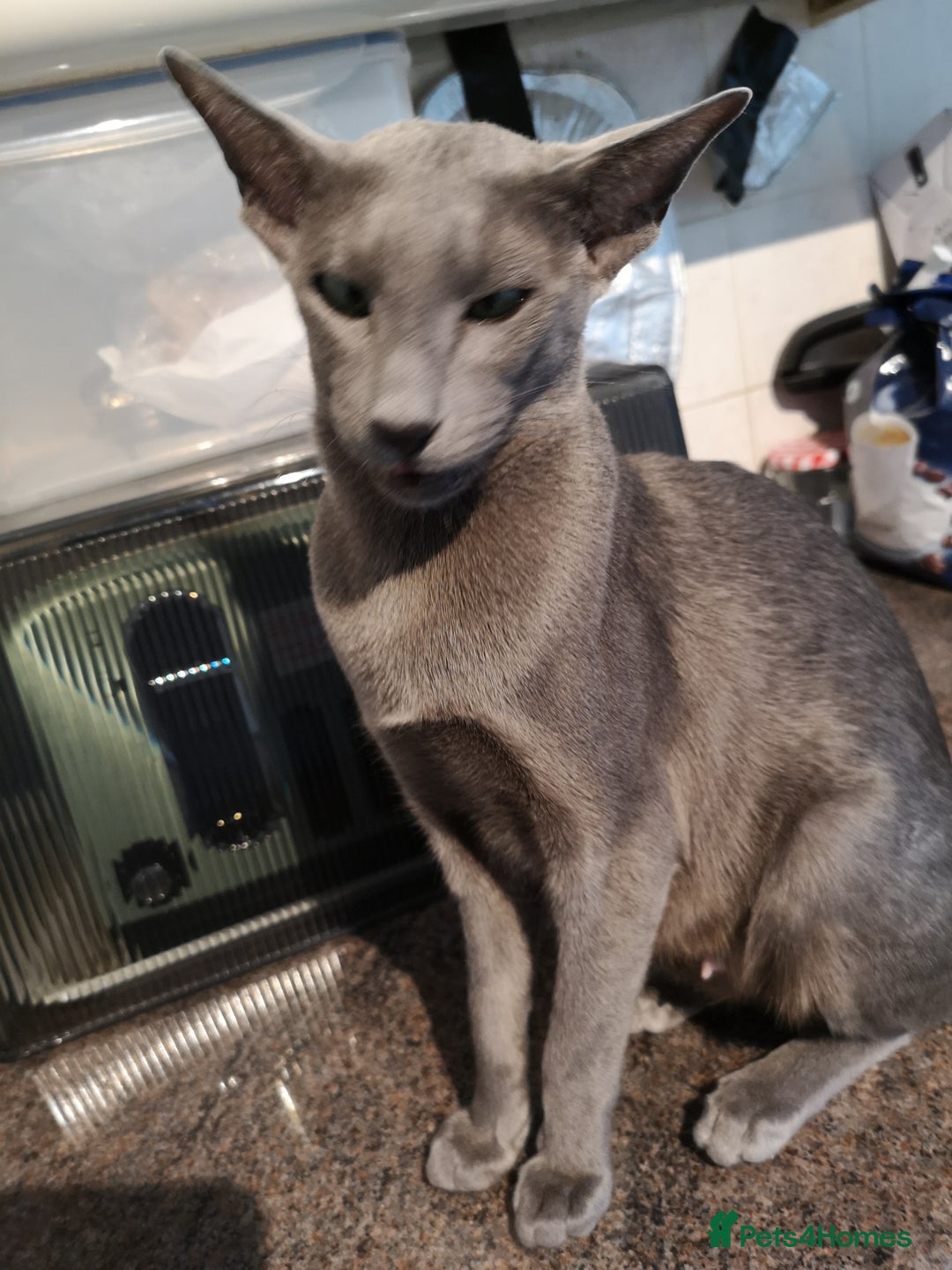 Oriental cats for sale: GCCF Reg. Oriental Blue - Image 4