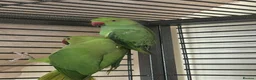 Ringnecks birds for sale: Indian ringnecks for sale  - Advert 8