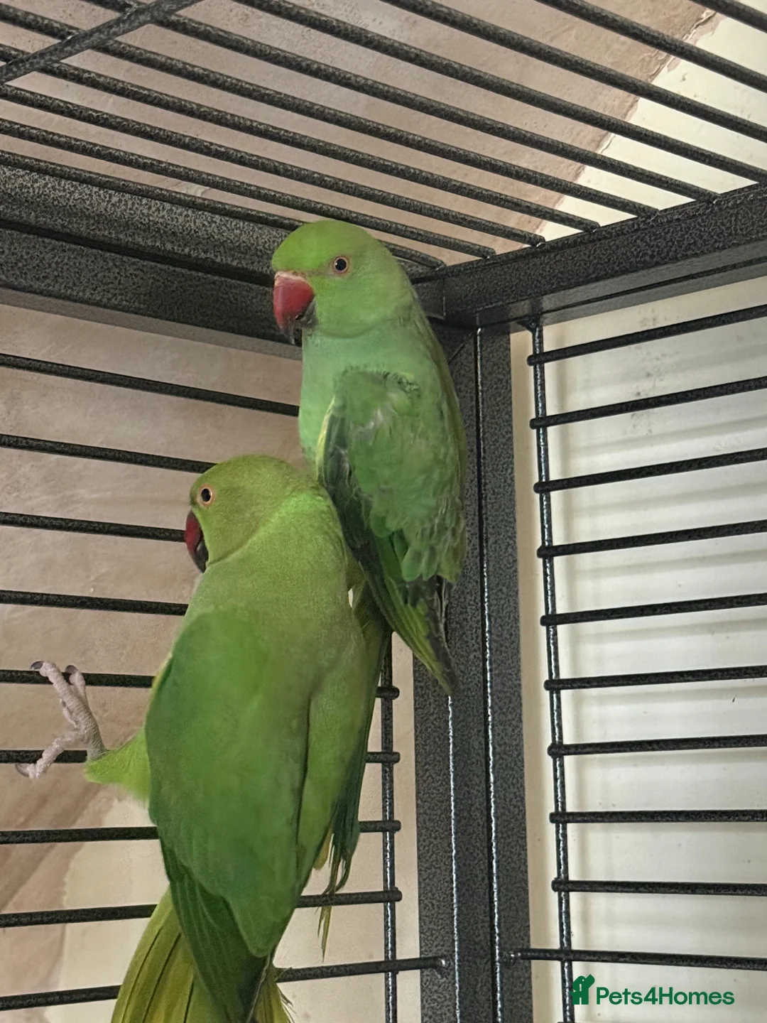 Ringnecks birds for sale: Indian ringnecks for sale  - Advert 8