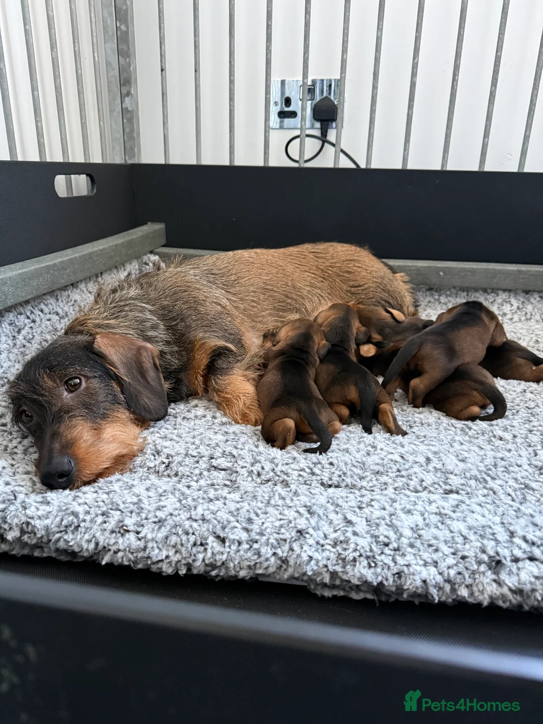 Dachshund dogs for sale: Standard Wire Haired Dachshund  in Manchester - Advert 1