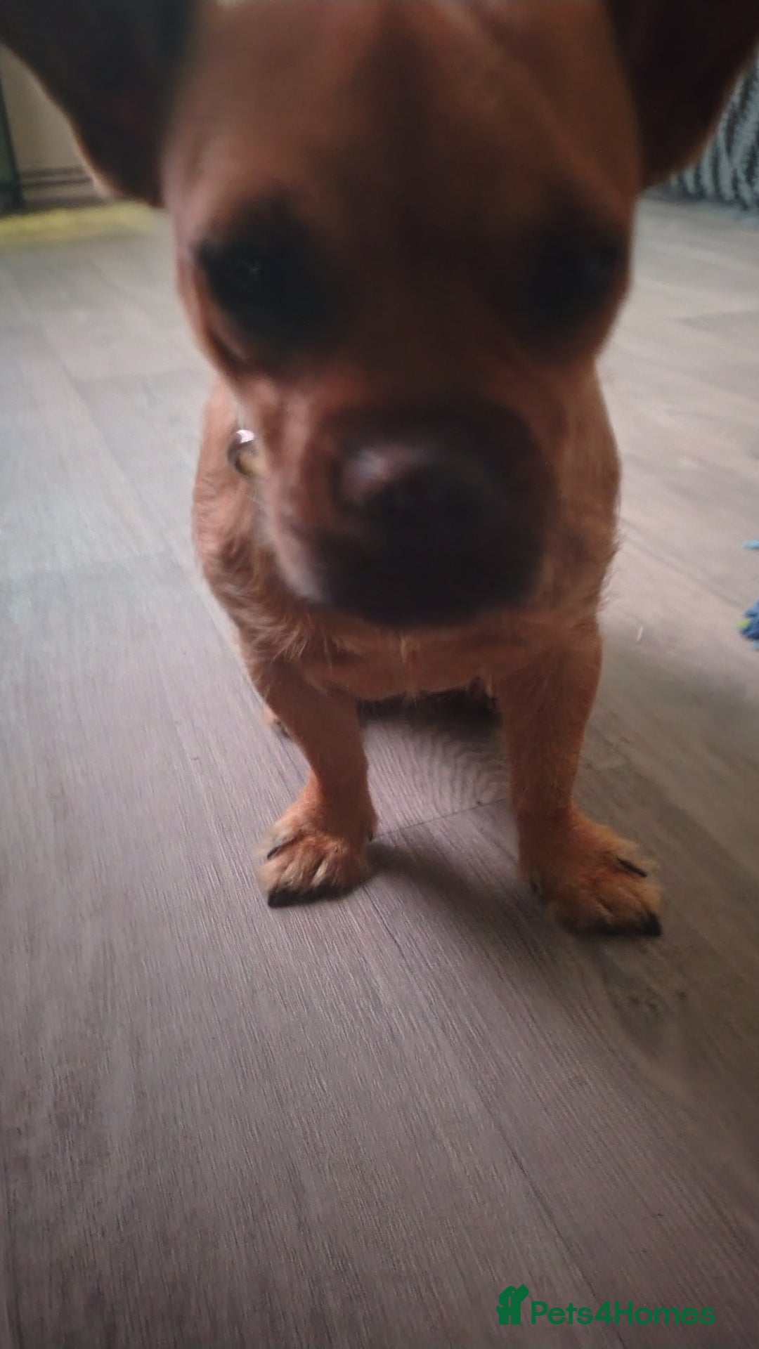 Mixed Breed dogs for sale: This is lola - Image 5