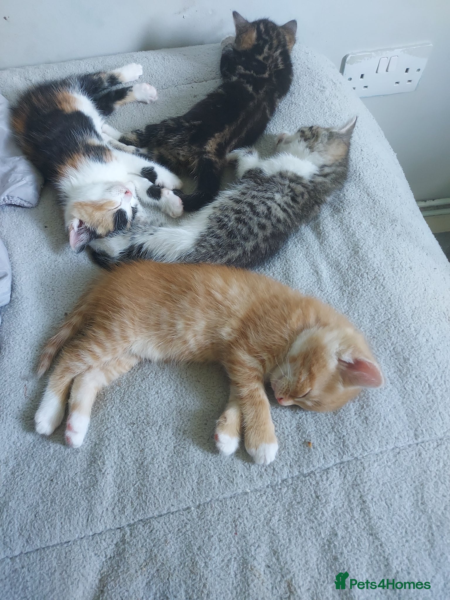 Mixed Breed cats  Beautiful fluffy playful kittens - Advert 2