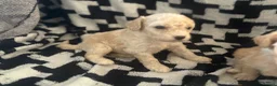 Cavapoochon dogs for sale: PRA Clear genetically DNA Tested Cavapoochons in Towcester - Advert 39