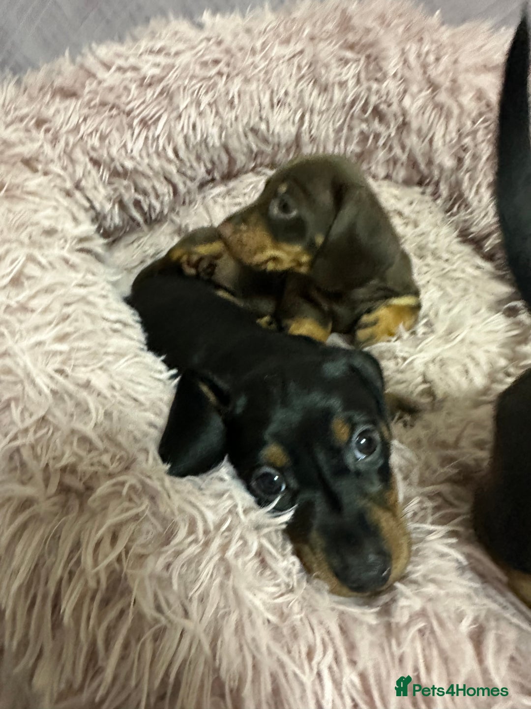 Miniature Dachshund dogs for sale: Mini dachshund  - Advert 5