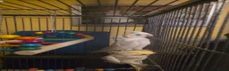 Cockatiels birds for sale: Albino Cockatiel–14 Weeks–Breeder Bred - Wetherby in Wetherby - Advert 8