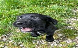 Cocker Spaniel dogs for sale: Working Cocker spaniel puppies for sale - Image 2