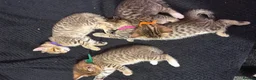 Bengal cats for sale: Bengal x tabby kittens  - Advert 12