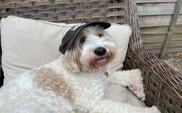 Australian Labradoodle dogs for stud: Proven extensively health tested gorgeous stud - Image 8
