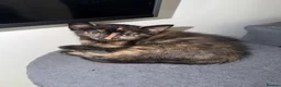 Mixed Breed cats for sale: 4 Beautiful Kittens for Sale - Pairs ONLY - Advert 2