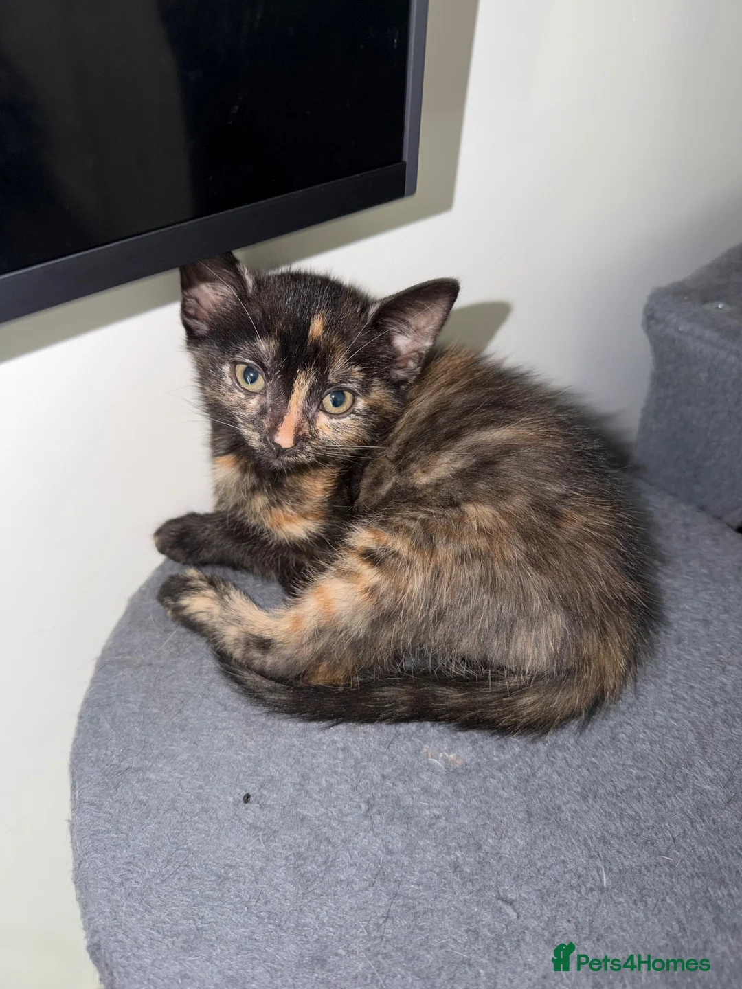 Mixed Breed cats for sale: 4 Beautiful Kittens for Sale - Pairs ONLY - Advert 2
