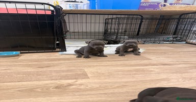 Staffordshire Bull Terrier dogs - Advert 7