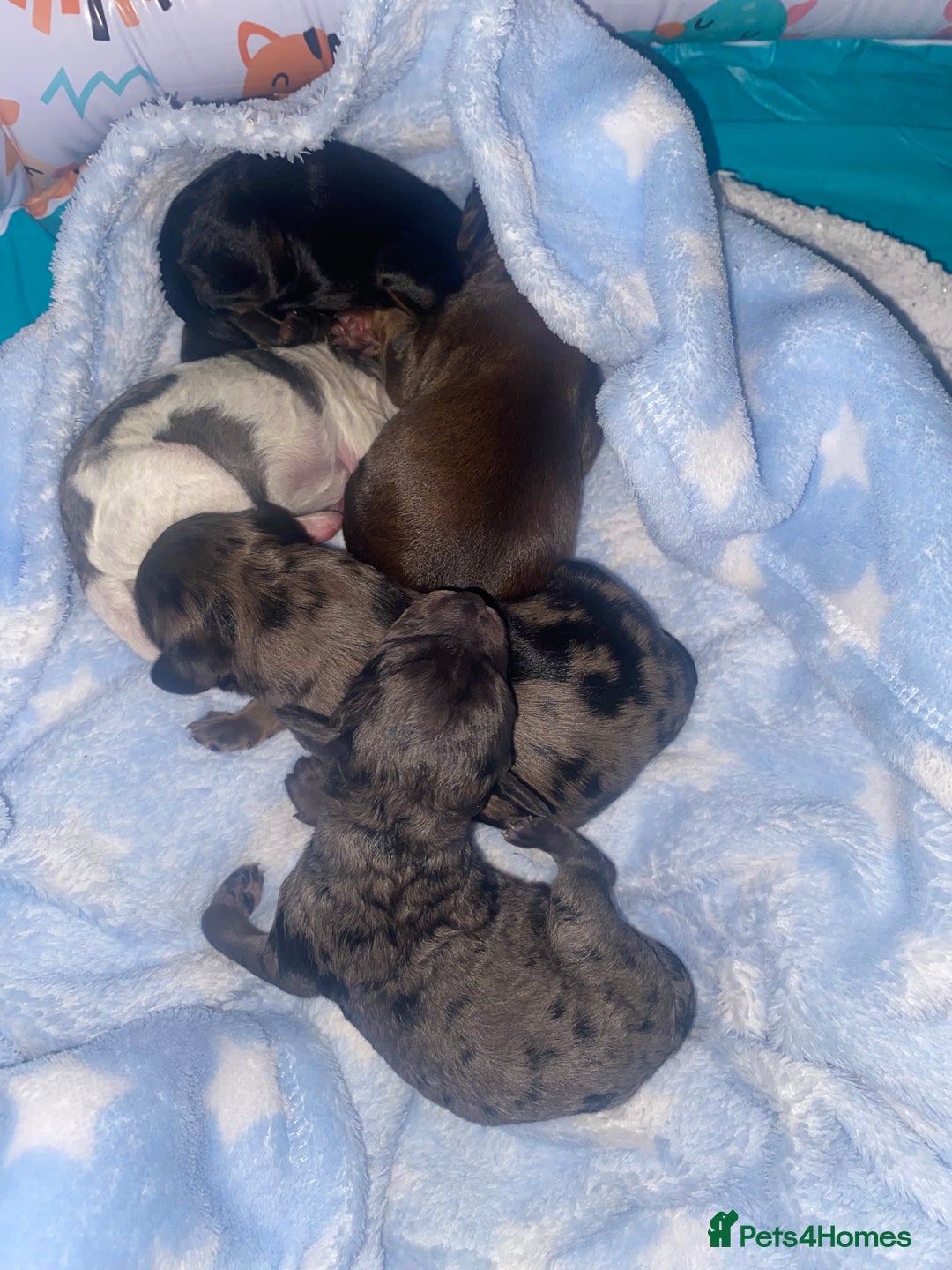 Cavapoo dogs for sale: Stunning cavapoo puppies  - Image 2