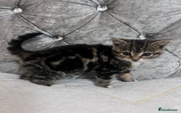 Bengal cats for sale: Bengal X kittens - Image 2