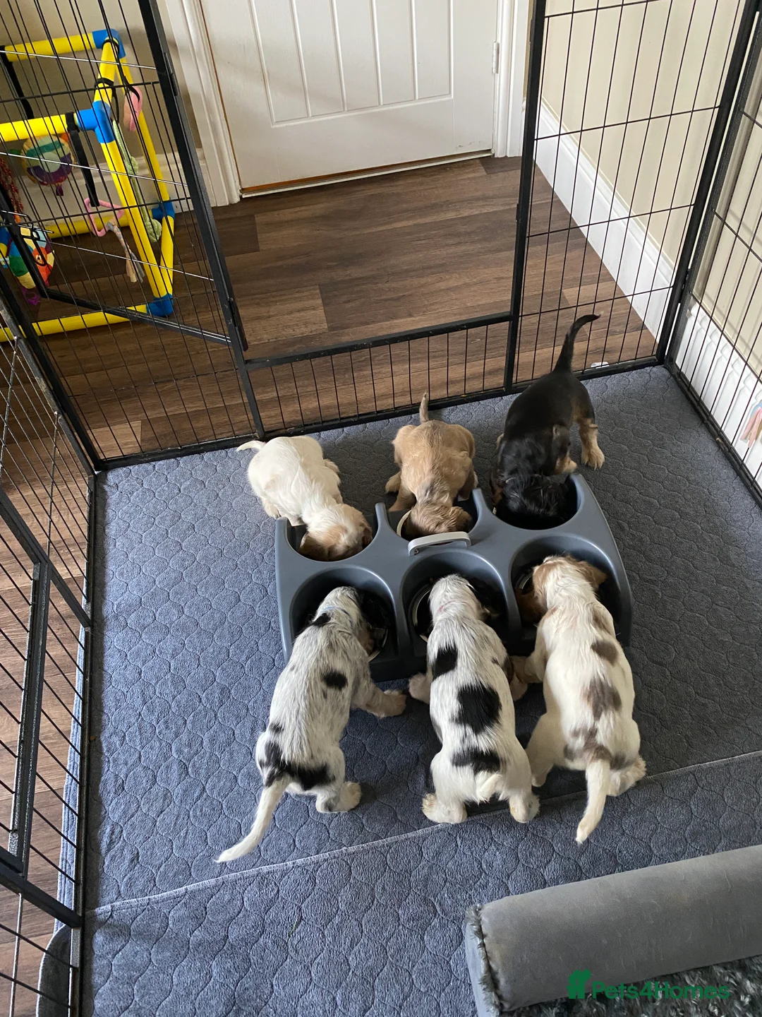 Cocker Spaniel dogs for sale: Stunning Litter of Show Cocker Spaniels  - Advert 8