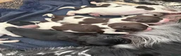 Sprocker dogs for sale: Working sproker spaniel pups  - Advert 19