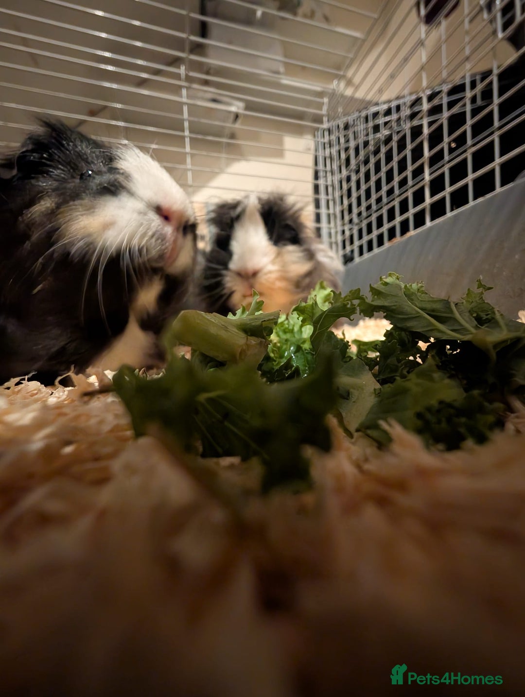 Guinea Pig rodents for sale: Two male guinea pigs and set up for sale  - Advert 4