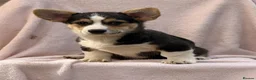 Welsh Corgi Pembroke dogs for sale: Quality Corgi pups waiting lovely homes - Advert 10