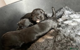 Cocker Spaniel dogs for sale: Kennel Club reg’d Cocker Puppies - Image 14