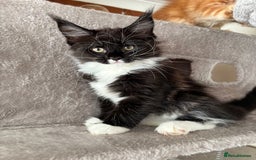 Maine Coon cats for sale: Maine coon - Image 5