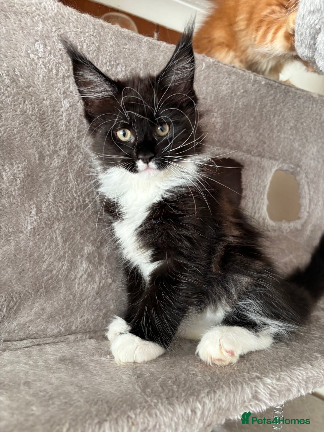 Maine Coon cats for sale: Maine coon - Image 5