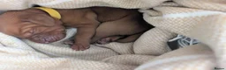 Hungarian Vizsla dogs for sale: **KC REGISTERED PUPPIES *Import Lines & Low COI** in Newark - Advert 3