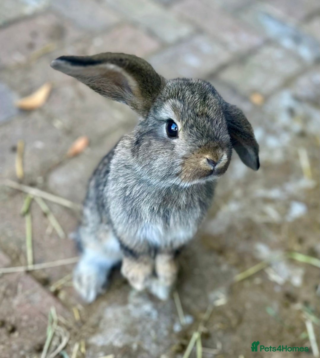 Mini Lop rabbits for sale: 4 x Beautiful Mini Lops for sale - Image 7