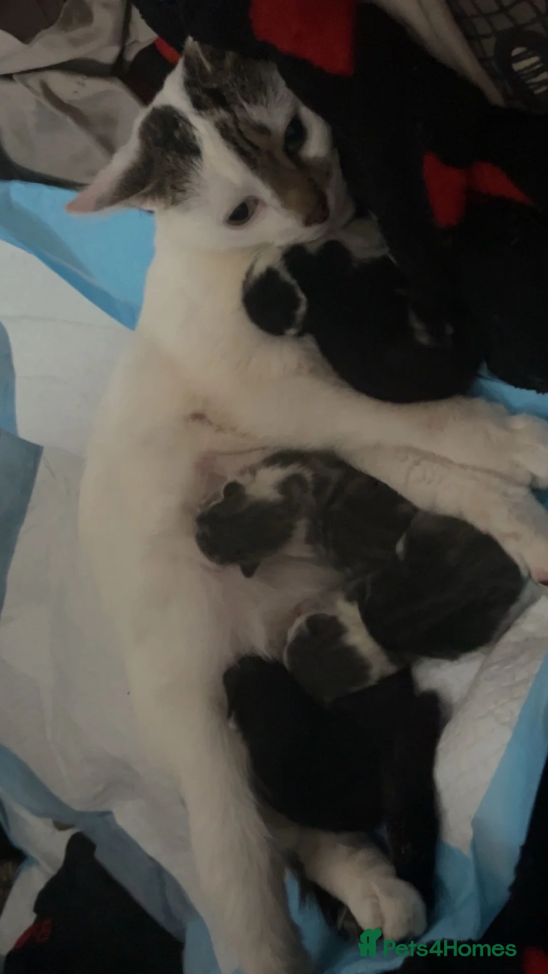 Mixed Breed cats for sale: 3 beautiful kittens all female  - Advert 1